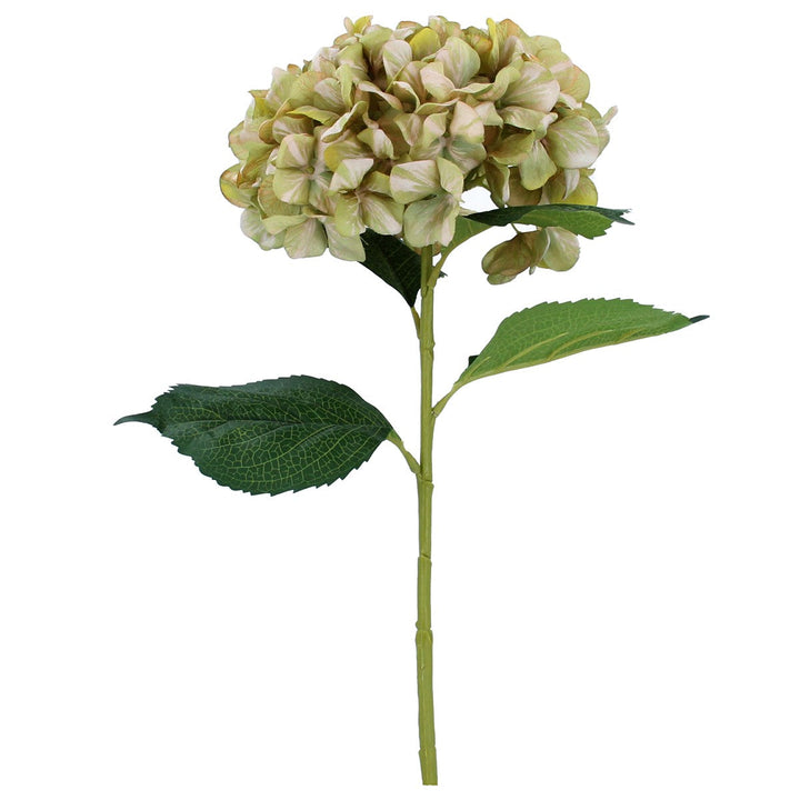 Antique Green Hydrangea