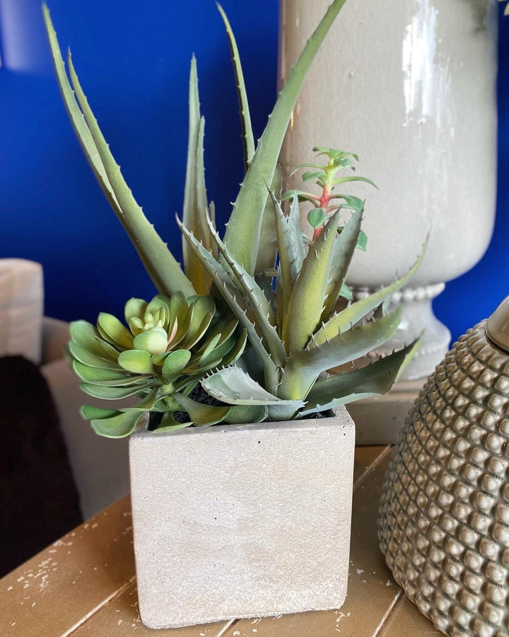 Cactus in Grey Pot