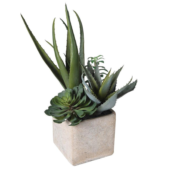 Cactus in Grey Pot