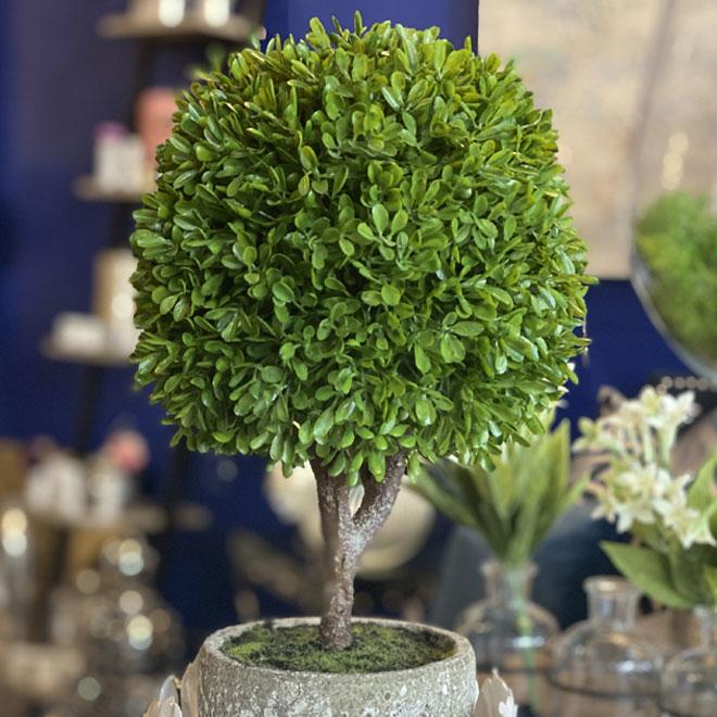 Mini Boxwood Ball in Pot