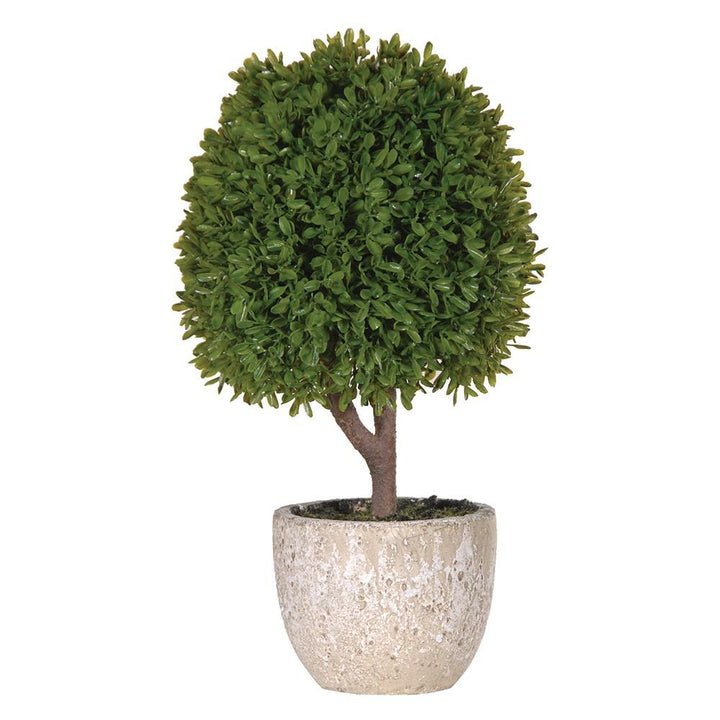 Mini Boxwood Ball in Pot