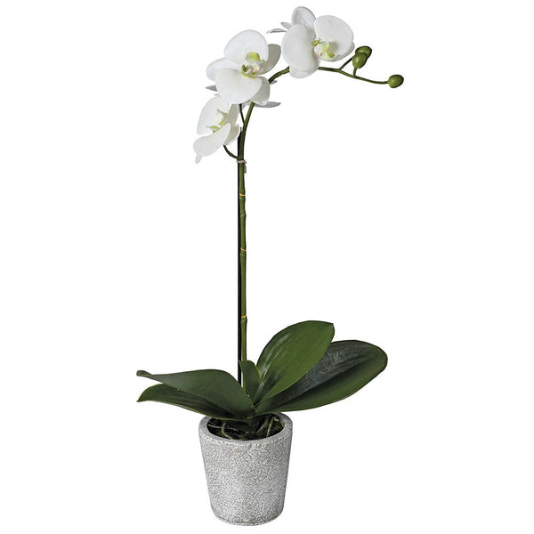 Single Orchid in Grey Pot