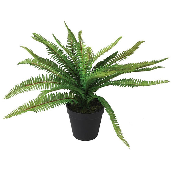 Small Fern in Black Pot