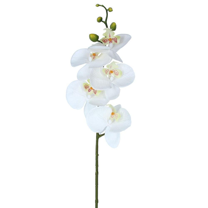 White Orchid Stem