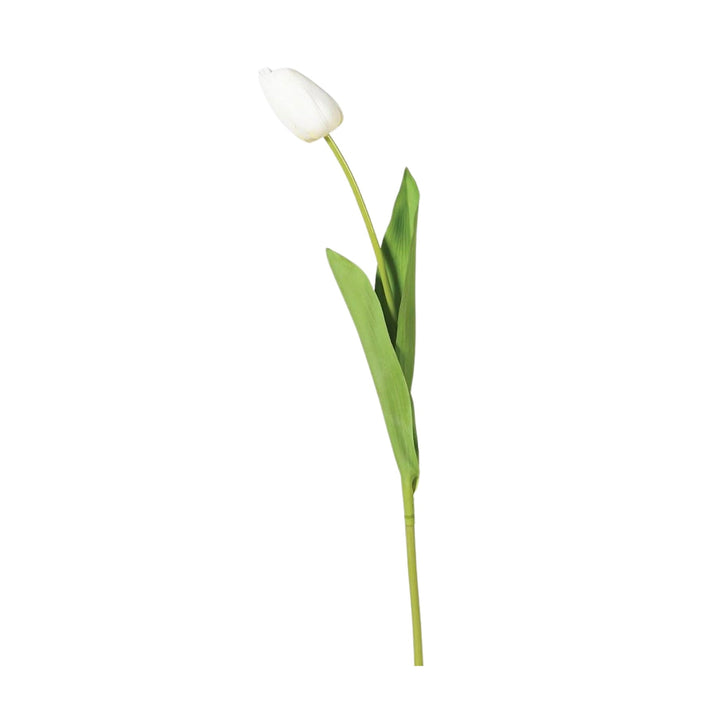 White Tulip Stem